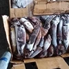 Giant Squid Products For Korea Squid Tentacle