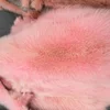 Chinese Dyeing Raccoon Fur Skins