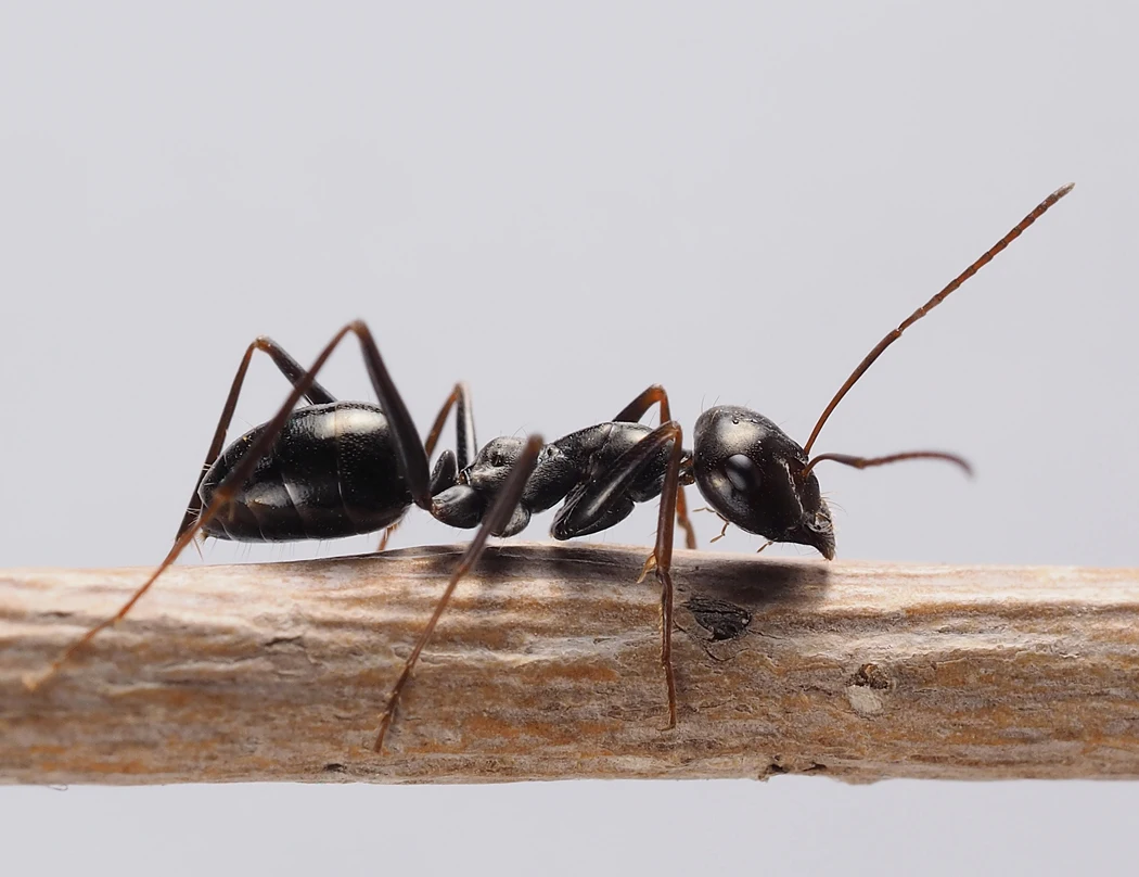 sexual enhancement high quality pure natural polyra