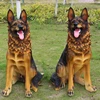 hand made resin realistic1:1 wolf dog animal statue for home and garden decoration