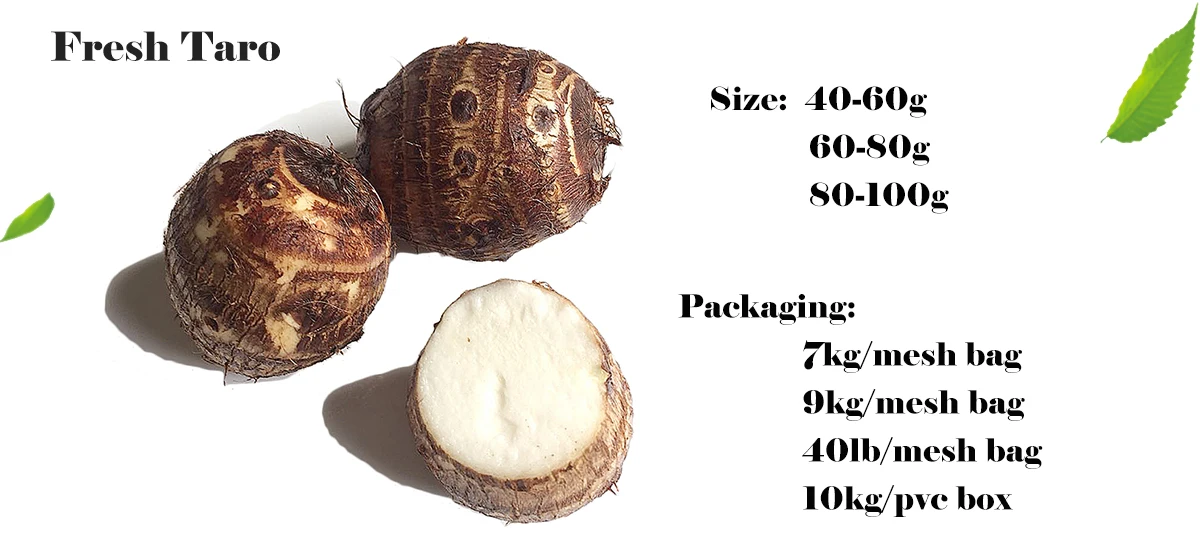 2019 Seed Fresh Taro Export To Japan Fresh Taro Buy High Quality Seed Taro Fresh Taro Eddoes Product On Alibaba Com