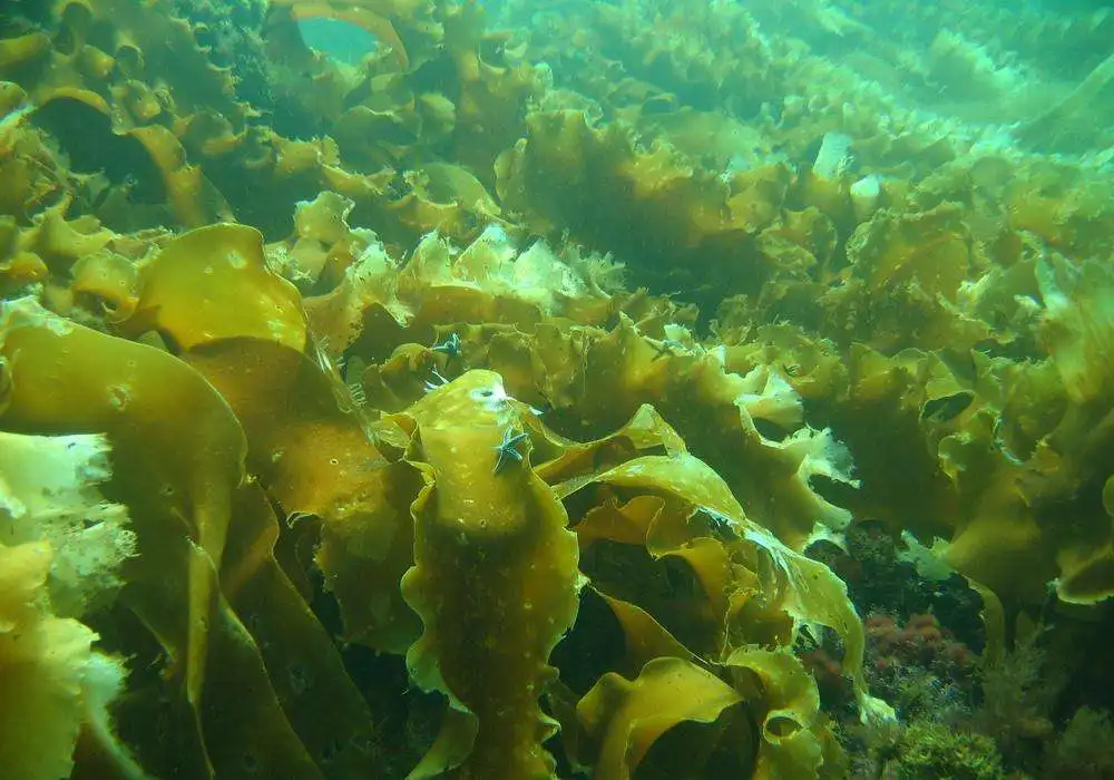 海带sargassum powder wakame 海带萃取物海纠结