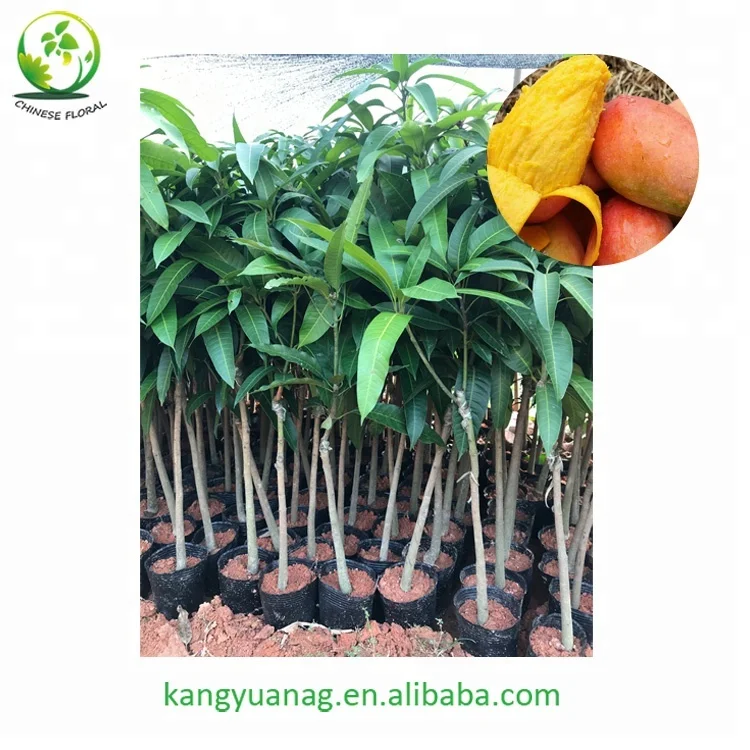 
All kinds of Mango grafted fruit tree seedling 