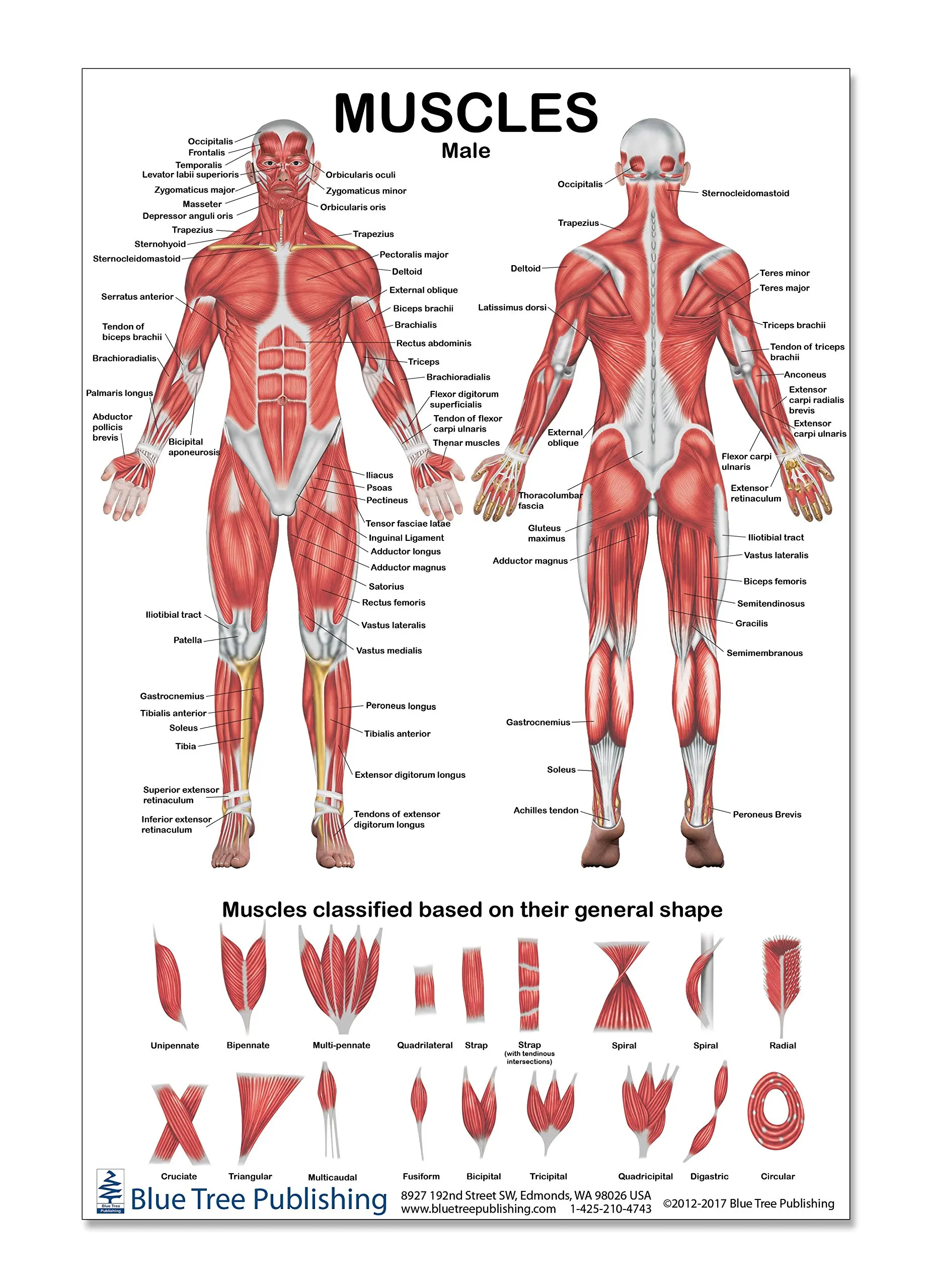 Плакат мышц. Мышцы человека. Мышечная система человека анатомия. Мышцы схема. Анатомические плакаты.