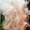 make a feather butterflies butterfly for sale