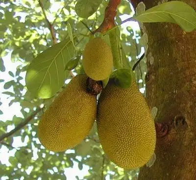 
Wholesale Natural nursery plant jackfruit seedling 