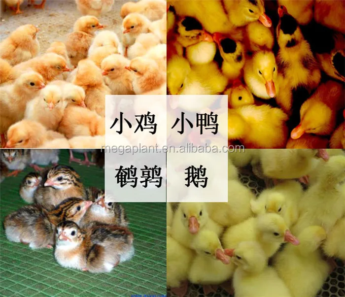 Automatic Egg Incubator Chicken Incubators Poultry Hatcher Incubators