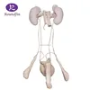 Autopsy model The urinary and reprodugtive system specimens