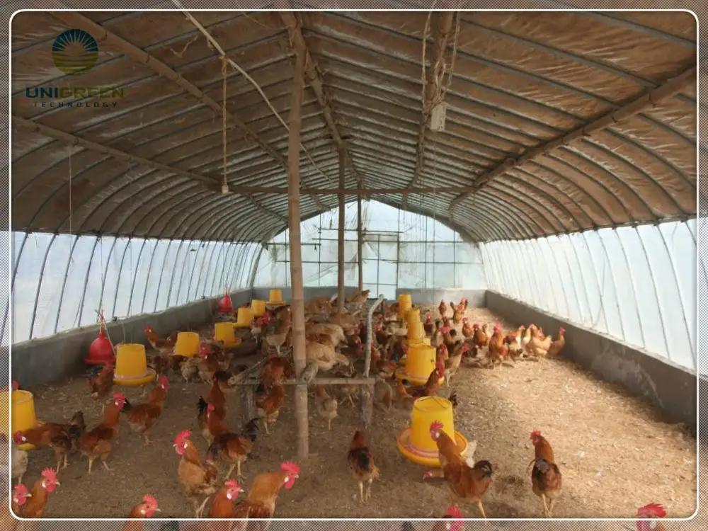 Easy Assembled Commercial Poultry Breeding Greenhouse Buy Poultry