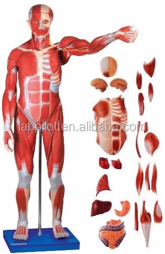 A11301-2 muscles of male 2.jpg