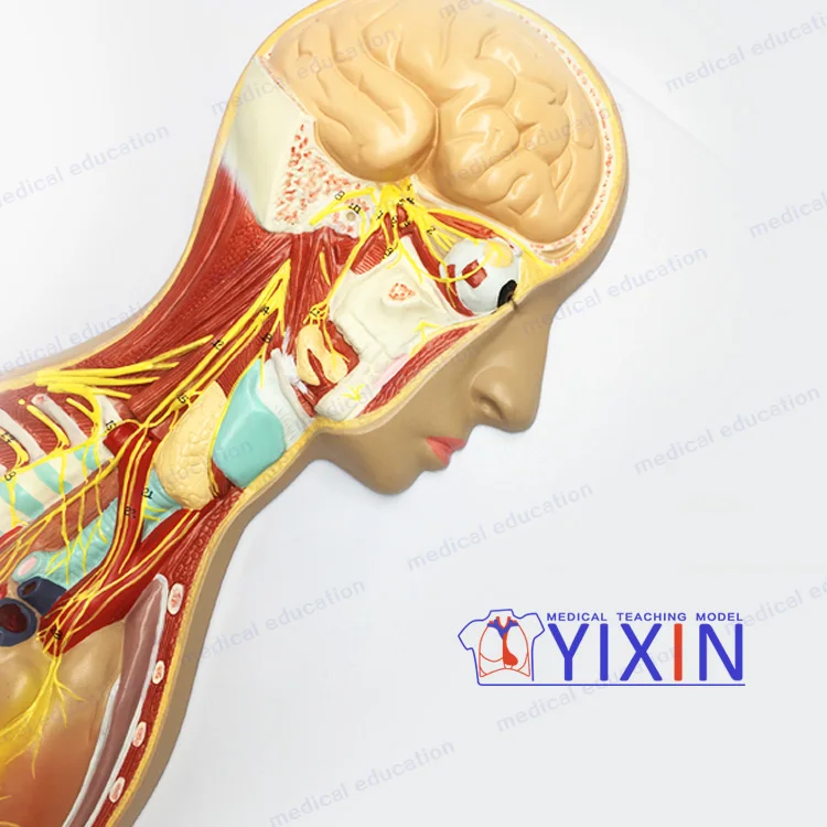 म नव स व यत त त त र क प रण ल र हत म डल म नव च क त स सह न भ त त त र क त त र म डल Neuroanatomy Buy स व यत त त त र क प रण ल Neuroanatomy