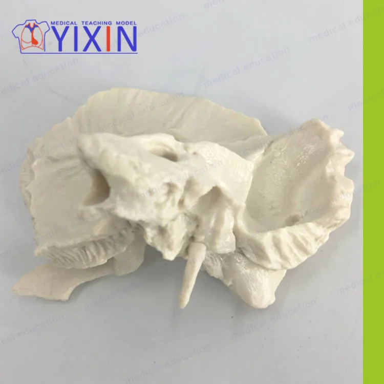 
Advanced Human Temporal Bone Anatomical Magnification Model, Medical Science and Education Model, Human Temporal Bone Magnificat 