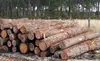 /product-detail/pine-logs-159548995.html