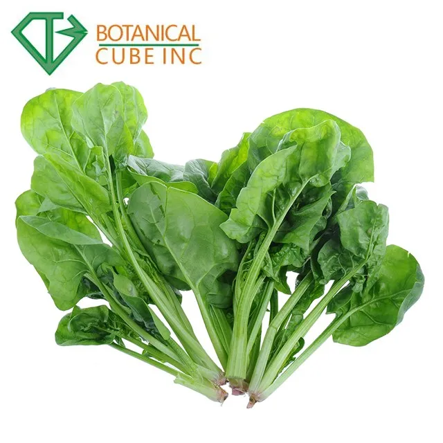 pure natural spinach extract powder 10% ecdysone