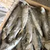 Ocean fish Frozen Sardine maga sardine W/R with cheapest price