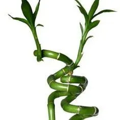 sprial lucky bamboo1