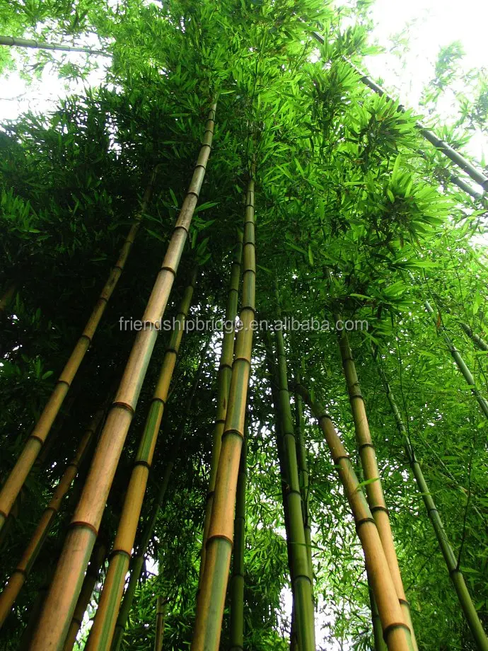 
Natural plant Bamboo seedling 