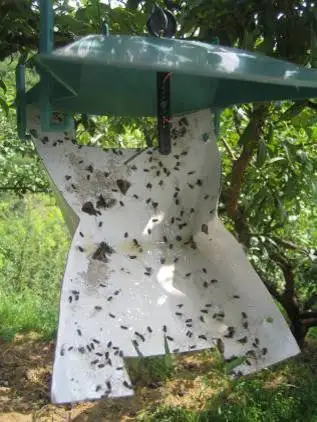 Peach fruit moth killer.jpg