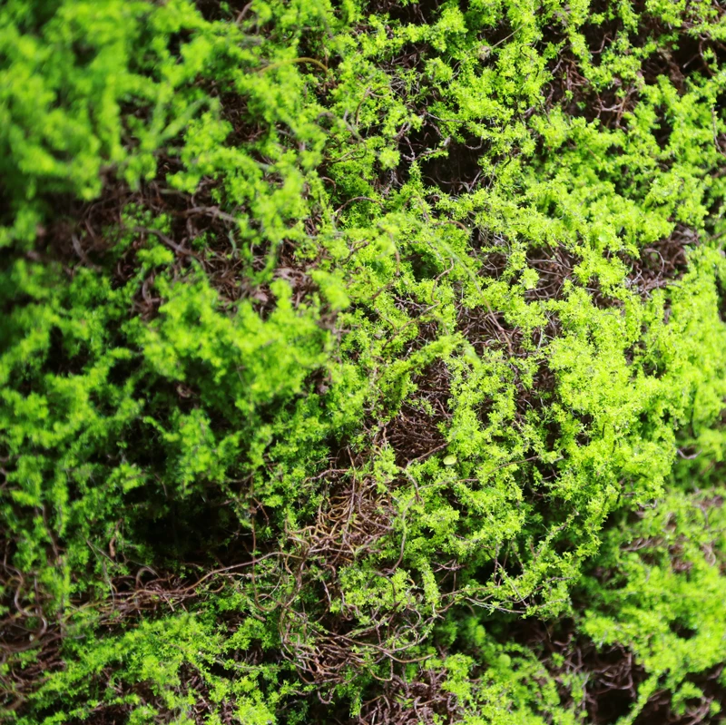 
Hot Selling Customized Free Style Fake Green Plant Wall Artificial Moss Wall Panel with Single Plants for Indoor Decoration 