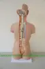 Supreme quality Advanced PVC Human Male Torso Model
