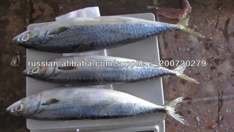Pacific mackerel  2