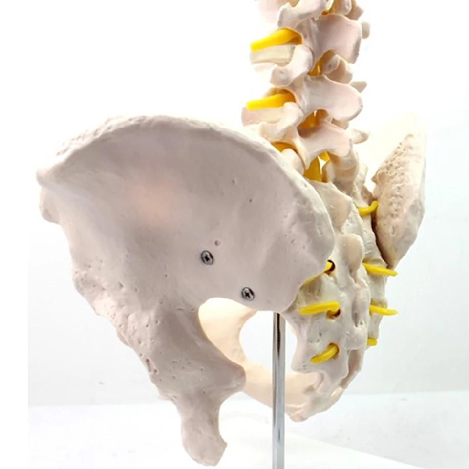 PVC Half Size Pelvis 5 Pieces Lumbar With Leg Bone Vertebrae Anatomy Model Teaching Training Aid Education