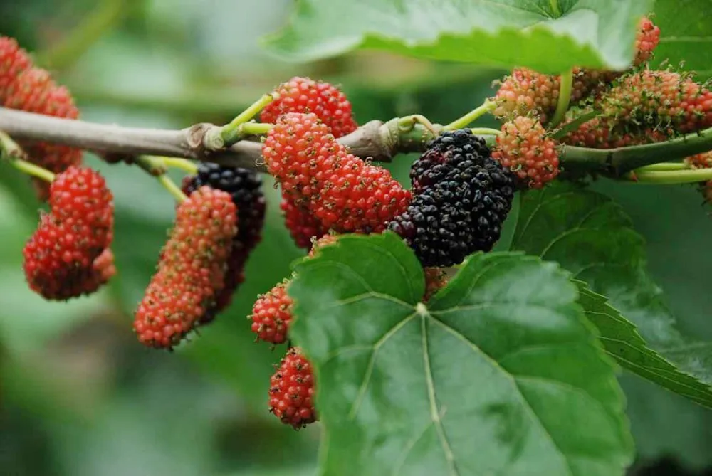 nature dried mulberry fruit