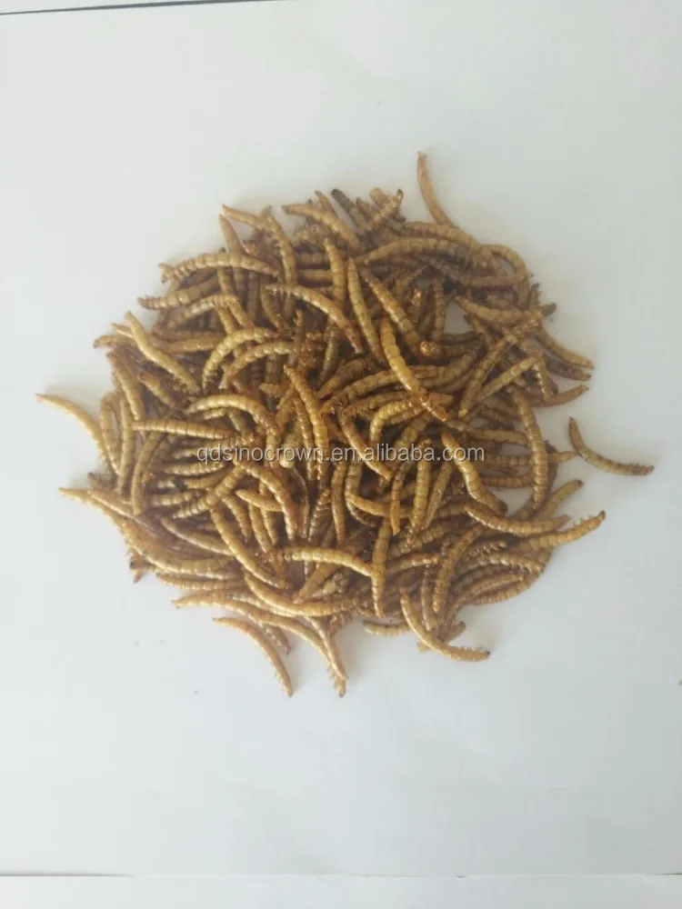
Dried mealworms for poultry and livestock dried tenebrio molitor bird food pets food bird meal pets meal 