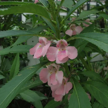 2017 Kinds Color For Rose Impatiens Flower Seeds Chinese 2017 Kinds Color For Rose Impatiens Flower Seeds Chinese Sowing