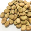 New crop dried broad beans Fava beans price