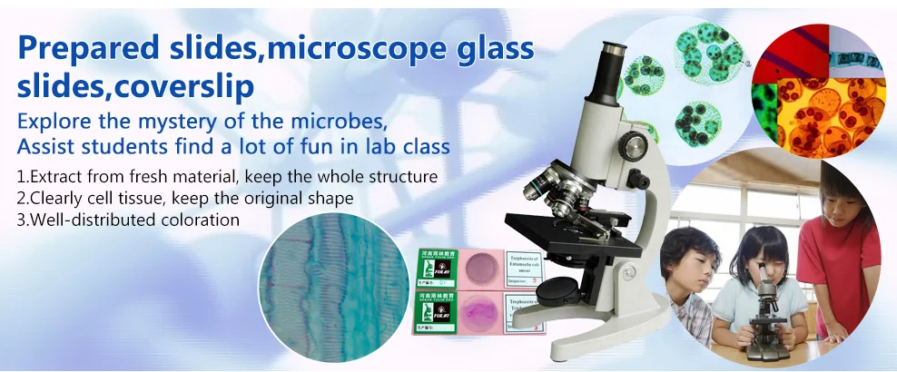 Contoh Gambar Mikroskop Tubuh Manusia Histologi Disiapkan Mikroskop  Slide Kit 