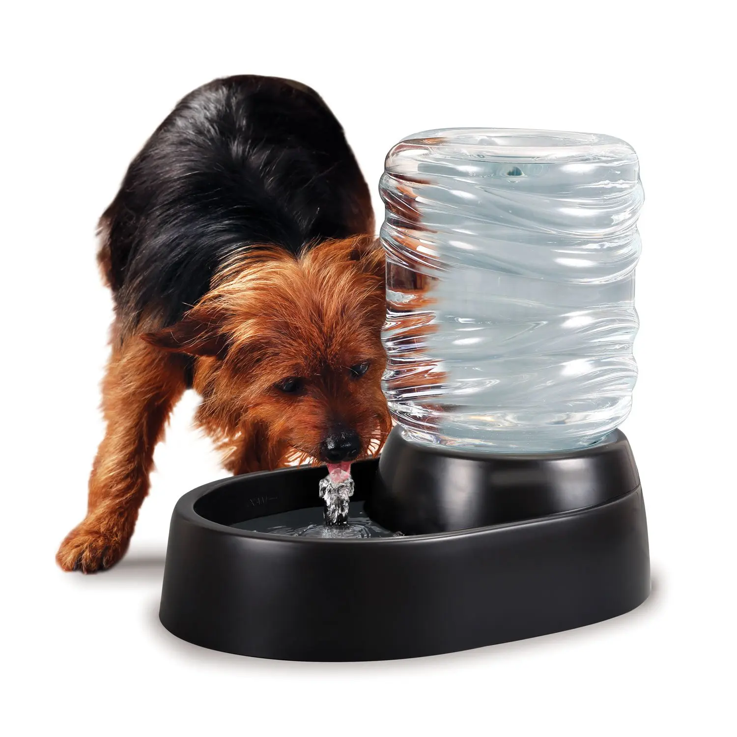 electric dog bowl