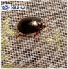 2018 top sale 100gsm anti fly insect net for vegetable gardens