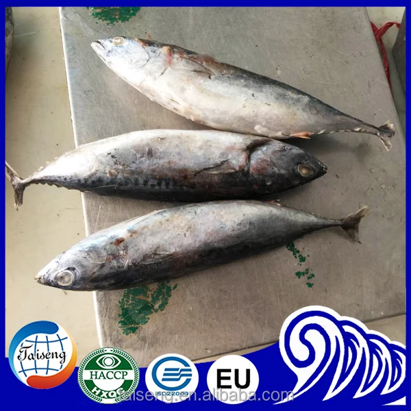 high quality frozen bonito skipjack fish sale tuna fish for sale