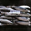 /product-detail/200-300g-frozen-hardtail-scad-megalaspis-cordyla-for-malaysia-market-60335399802.html