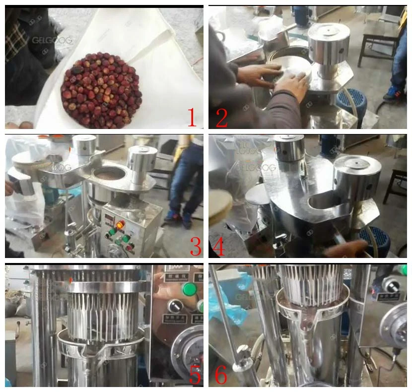 Sunflower Oil Extraction By Kirdi In Kenya Cold Press Oil Machine Buy