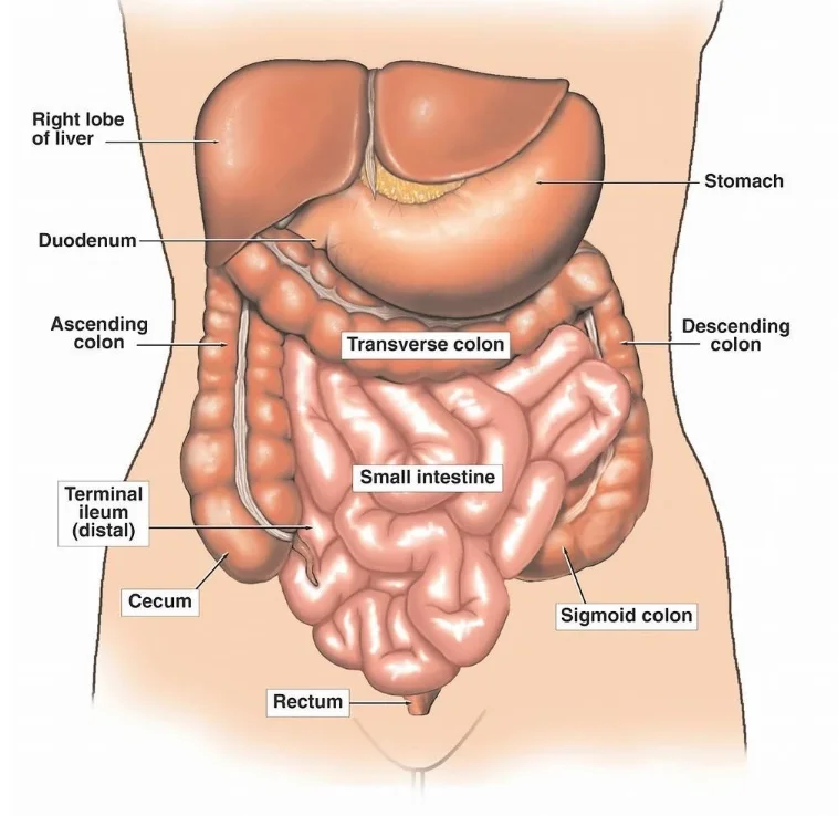 Строение кишечника у женщин схема с названиями фото