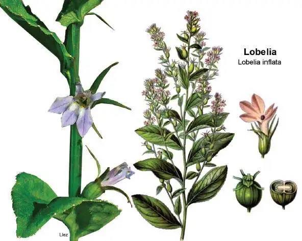 lobelia.jpg