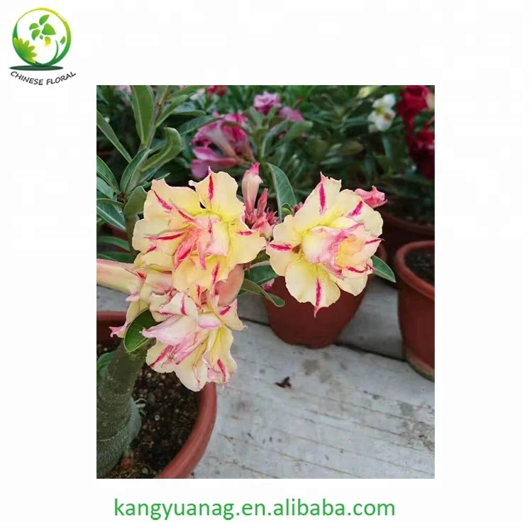 
Taiwan grafted colorful Adenium Obesum Desert Rose plants 