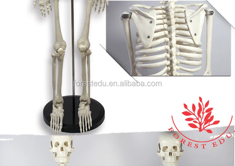 2 Anatomy skeleton.jpg