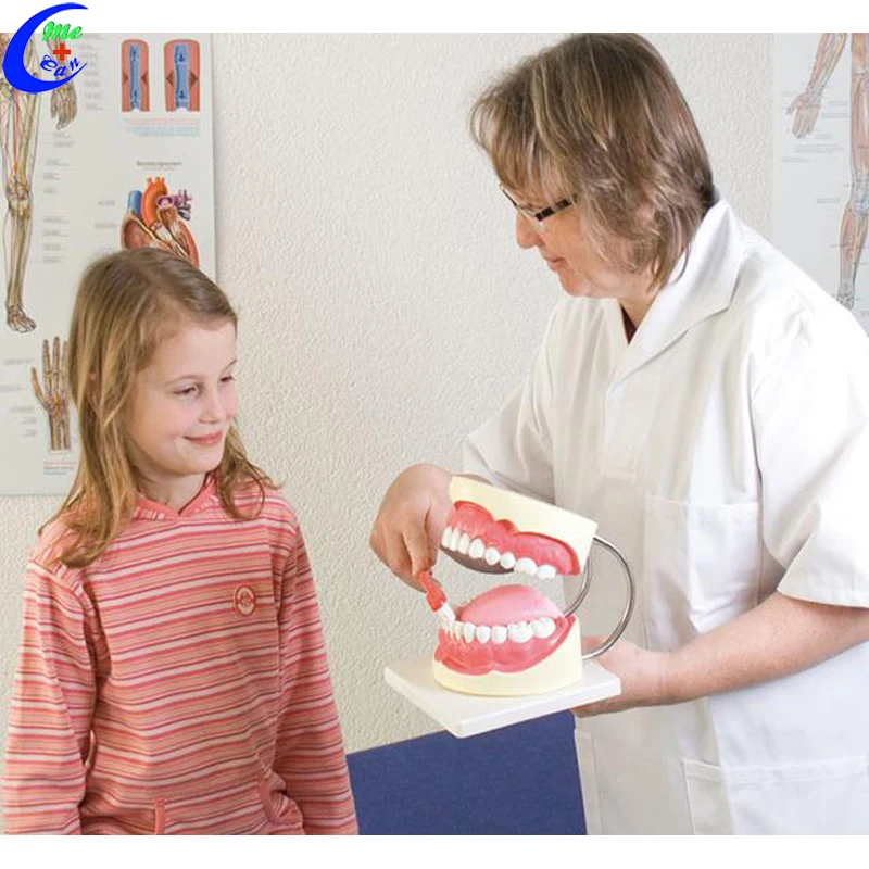 tooth model dental .jpg