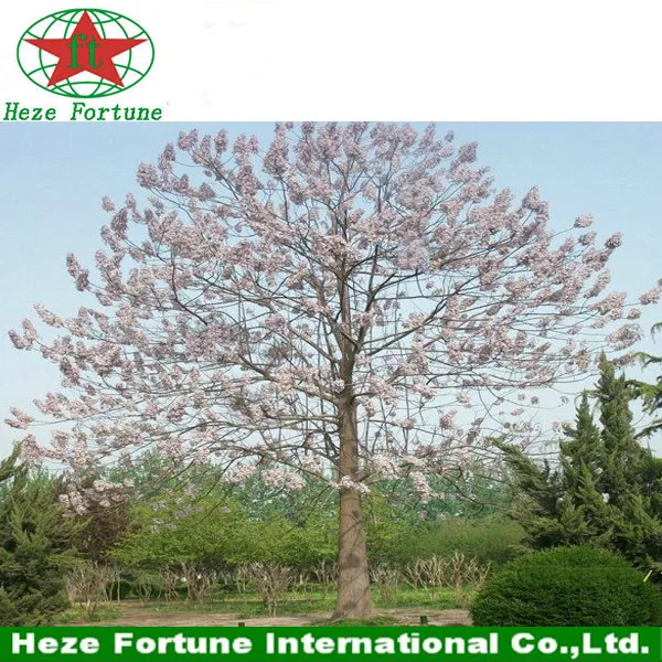 paulownia tree.jpg