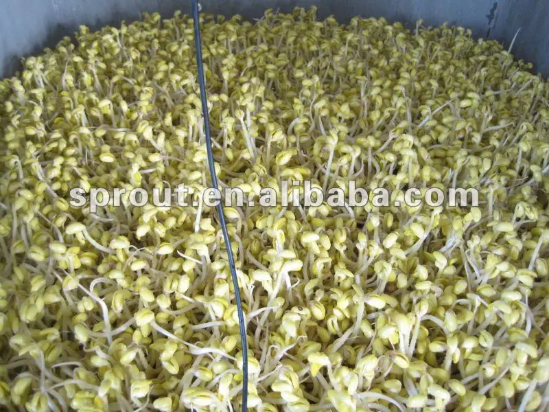 
Automatic Bean Sprout Machine With CE 