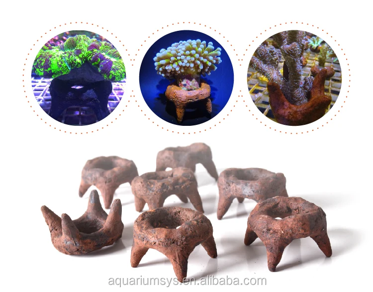 AS Coral Anchor-EXAMPLE