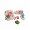 medical 8 parts brain model depatachable human anatomy model for study