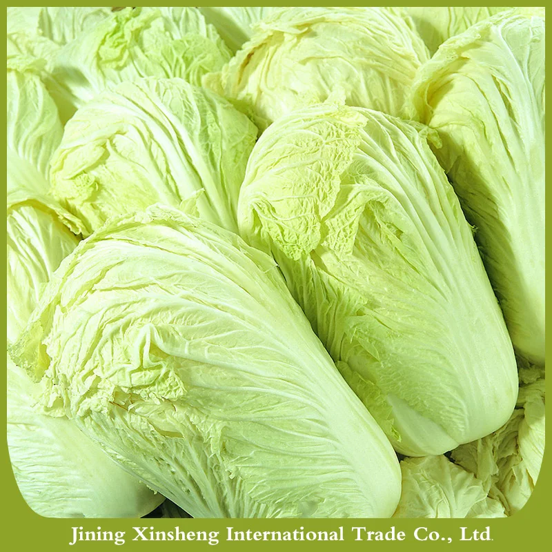 
2020 new crop fresh chinese celery cabbage 