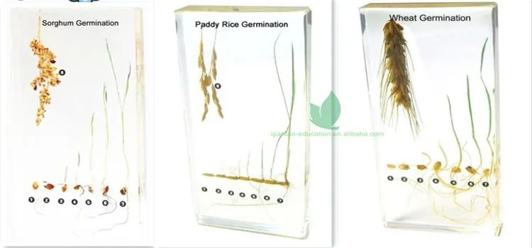 Plant Development-2.jpg