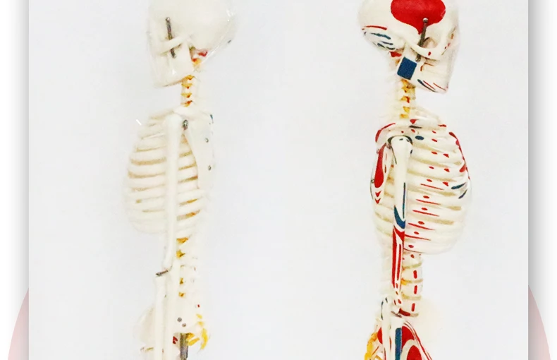 8 artificial skeleton.jpg