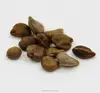 Dried Coffee Senna Seed from Cassia occidentalis Linn use as herb