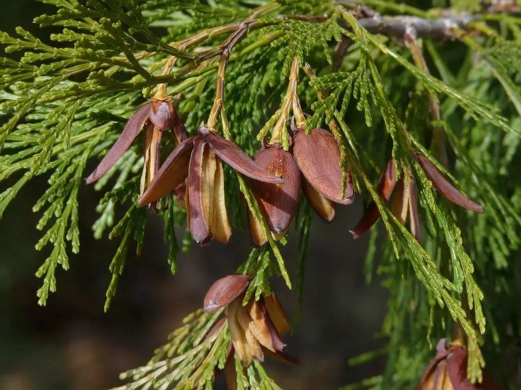 Buy Incense Cedar Tree Seeds Calocedrus Decurrens Aromatic Scale Like Leaves Prized For Fragrant Foilage Zones 6 8 Tree Seeds From Flora Power By Red Pine Inc